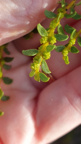 Image of Acacia rhetinocarpa by (c) Rosalie Lawrence, some rights reserved (CC BY)