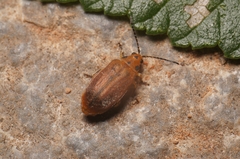Xanthogaleruca maculicollis