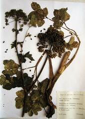 Angelica gmelinii