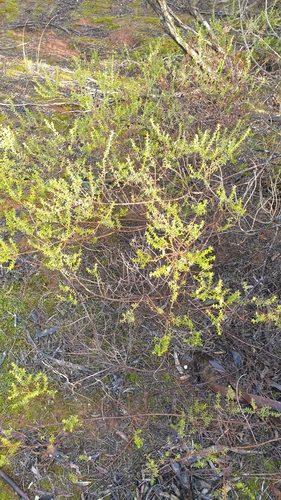 Image of Acacia rhetinocarpa by (c) Rosalie Lawrence, some rights reserved (CC BY)