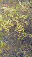 Acacia rhetinocarpa