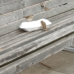 Passer domesticus