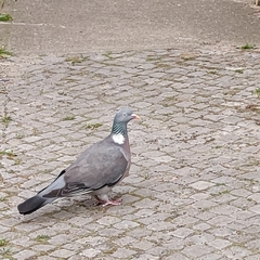 Columba palumbus