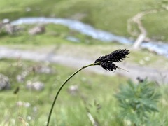 Carex atrata