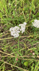 Achillea millefolium