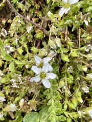 Arenaria ciliata