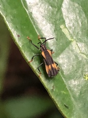 Sceloenopla vitticollis