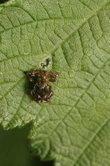 Euscelophilus