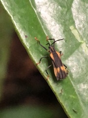 Sceloenopla vitticollis