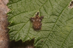 Euscelophilus