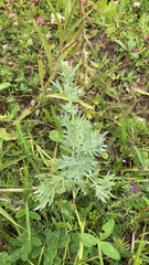 Artemisia absinthium