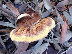Piptoporus australiensis