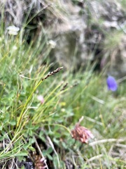 Carex myosuroides