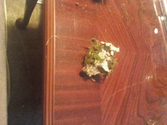 Peltigera neopolydactyla