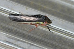 Homalodisca insolita