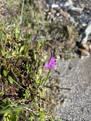 Primula farinosa