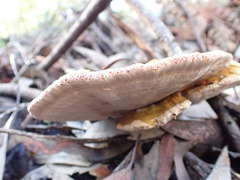 Piptoporus australiensis