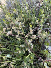 Salix arbuscula