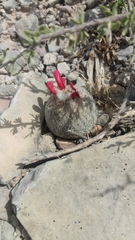 Epithelantha greggii greggii