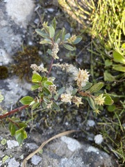 Salix arbuscula