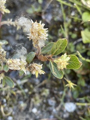 Salix arbuscula