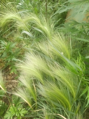 Hordeum jubatum