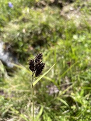 Carex atrata