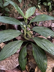 Pentaphragma ellipticum