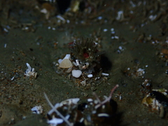 Anthopleura minima