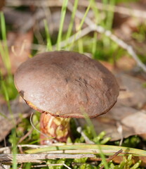 Boletus barragensis