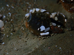Anthopleura minima