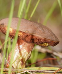 Boletus barragensis