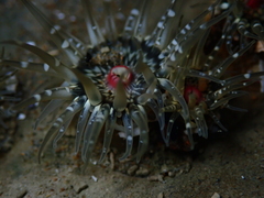 Anthopleura minima