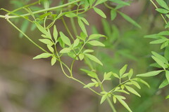 Clematis decipiens