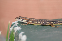Takydromus tachydromoides