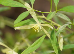 Clematis decipiens