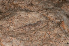 Pachydactylus haackei