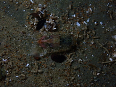 Isocladus armatus