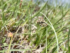 Carex bicolor