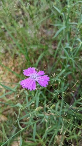 Dianthus chinensis
