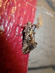 Syngrapha alias