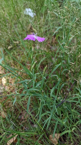 Dianthus chinensis