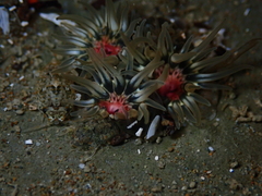 Anthopleura minima