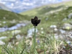 Carex parviflora