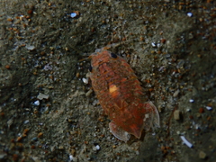 Isocladus armatus
