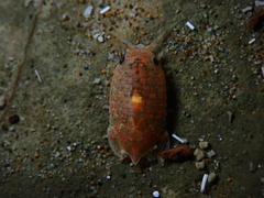 Isocladus armatus