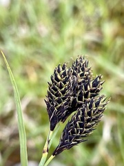 Carex atrata