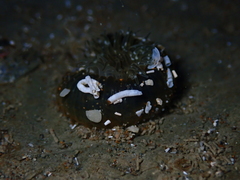 Anthopleura minima