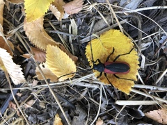 Purpuricenus kaehleri