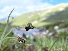 Carex bicolor